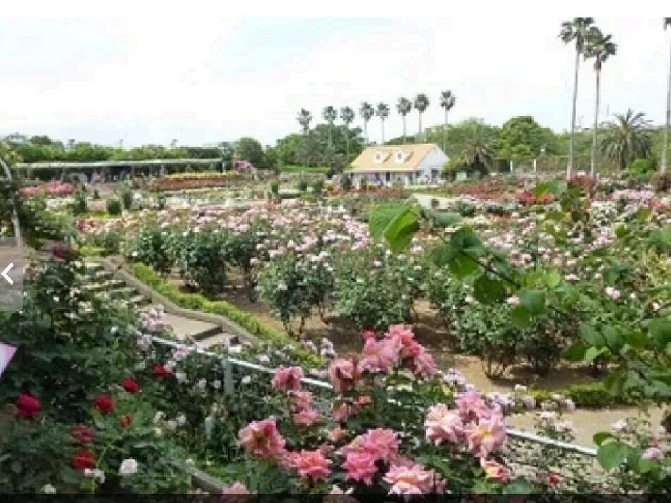 谷津バラ園 400m 徒歩5分