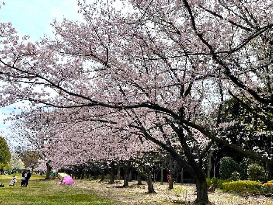 習志野市香澄公園 290m 徒歩4分
